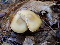Clitocybe coniferophila