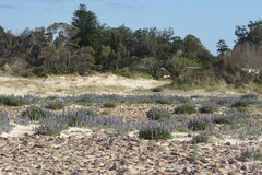 Lupinus multiflorus