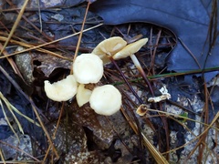 Clitocybe coniferophila