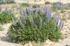 Lupinus multiflorus