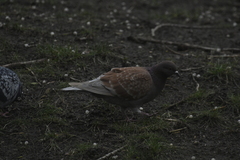 Columba livia domestica