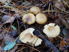 Clitocybe coniferophila