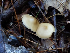 Clitocybe coniferophila