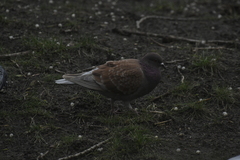 Columba livia domestica