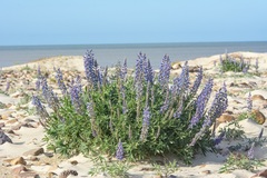 Lupinus multiflorus