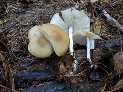 Clitocybe coniferophila