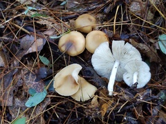 Clitocybe coniferophila