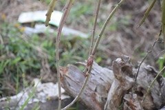 Disocactus aurantiacus