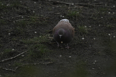 Columba livia domestica
