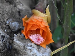 Disocactus aurantiacus