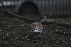 Columba livia domestica