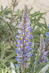 Lupinus multiflorus