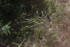 Bromus madritensis madritensis