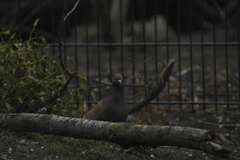 Columba livia domestica