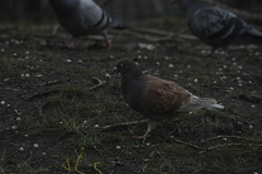 Columba livia domestica