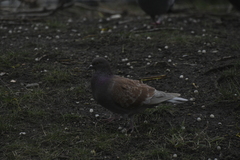 Columba livia domestica