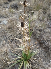 Eryngium proteiflorum