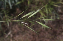 Bromus madritensis madritensis