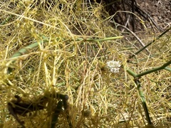 Cuscuta approximata