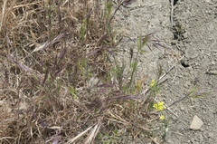 Bromus madritensis madritensis
