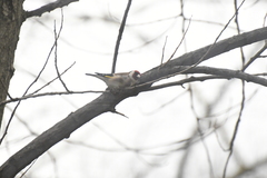 Carduelis carduelis