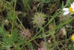 Trifolium stellatum