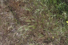 Bromus madritensis madritensis