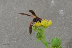 Mischocyttarus drewseni