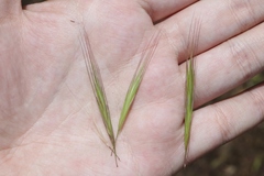 Bromus madritensis madritensis