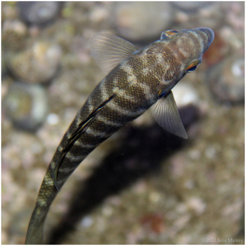 Zebra-perch Sea Chub