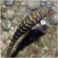 Perch photo 2
