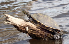 Pseudemys concinna suwanniensis