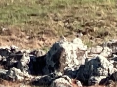 Chondestes grammacus