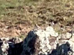 Chondestes grammacus