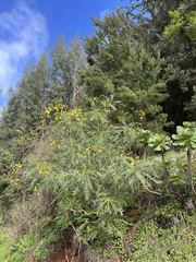 Sonchus canariensis
