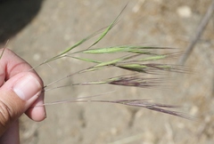 Bromus madritensis madritensis