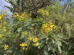 Sonchus canariensis