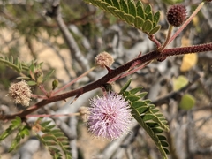 Mimosa tricephala