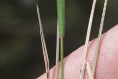 Bromus madritensis madritensis