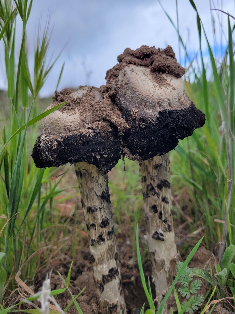 Desert Inkcap