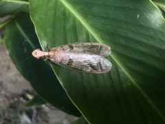 Platyneuromus honduranus