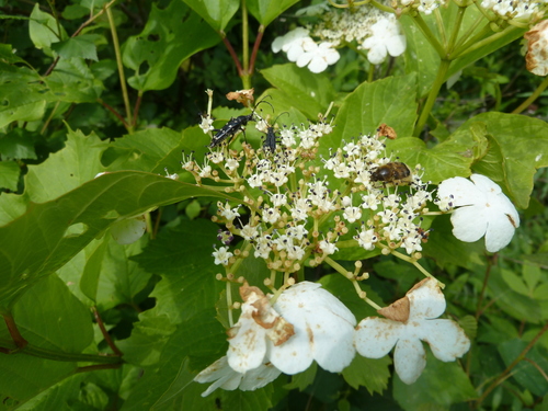 Image of Viburnum sargentii by (c) Andreas Taeger, some rights reserved (CC BY)