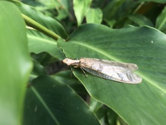 Platyneuromus honduranus