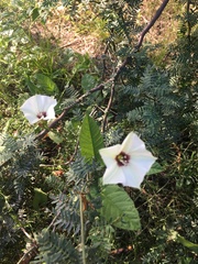 Convolvulus bonariensis