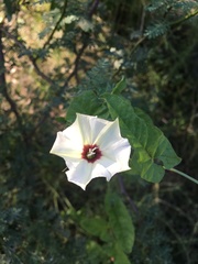 Convolvulus bonariensis