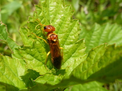 Pamphilius croceus