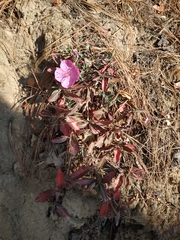 Oenothera deserticola