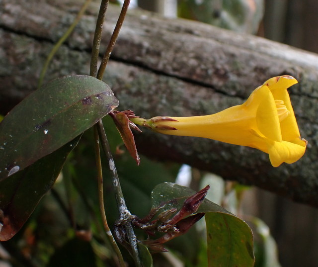 Rankin's trumpetflower (Gelsemium rankinii)