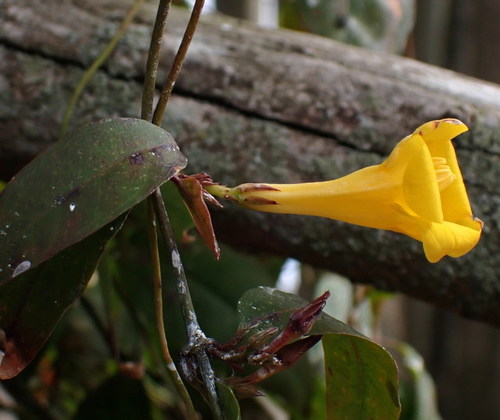 Image of Gelsemium rankinii by (c) mfeaver, some rights reserved (CC BY)