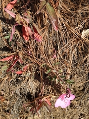 Oenothera deserticola